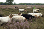 Paardenslenkte